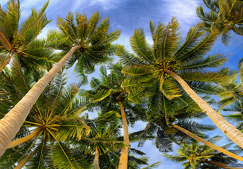 Coconut trees 06b